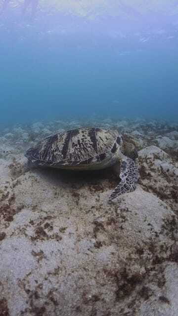 Siquijor: Freediving Adventure with Lunch and Beach Time - Paliton Beach gives the afternoon a softer finish