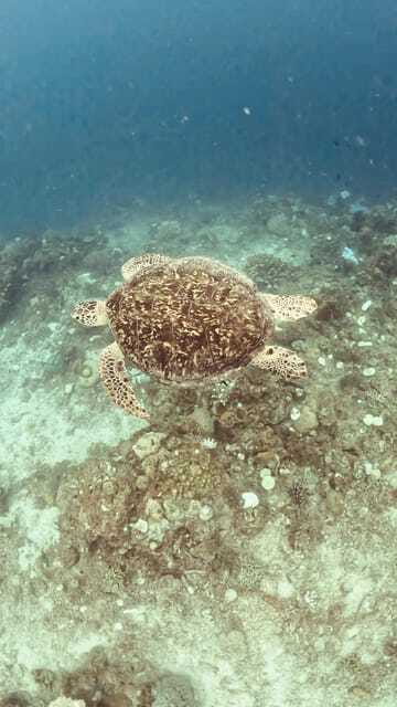 Siquijor: Freediving Adventure with Lunch and Beach Time - Is $108 a fair price?