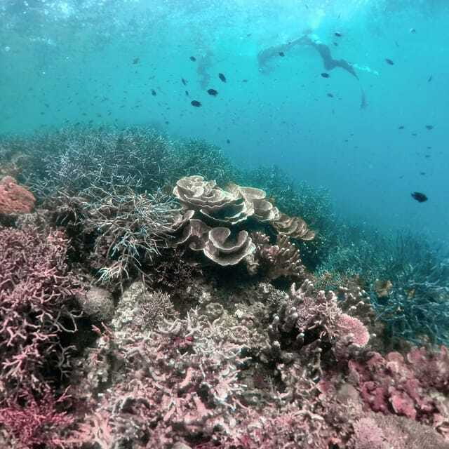Siquijor: Jeepney Island Tour with Snorkeling - Who should book this tour