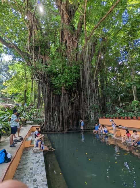 The Best of Siquijor Island Tour - The Old Balete Tree and its unusual foot spa