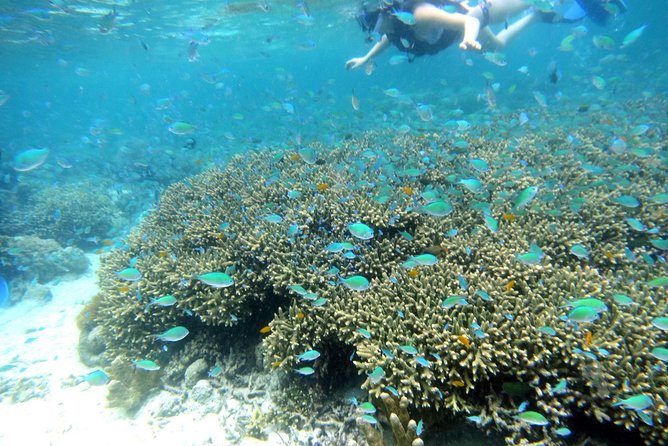 Twin Island Snorkeling Adventure at Hiltungan and Nalsuan - Key points at a glance