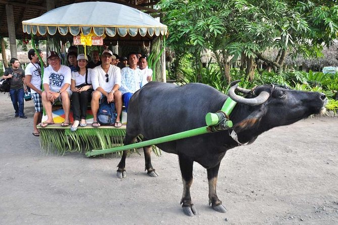 VILLA ESCUDERO DAY TOUR with Carabao Cart Ride and Bamboo from Manila - Arriving at an 800-hectare coconut plantation