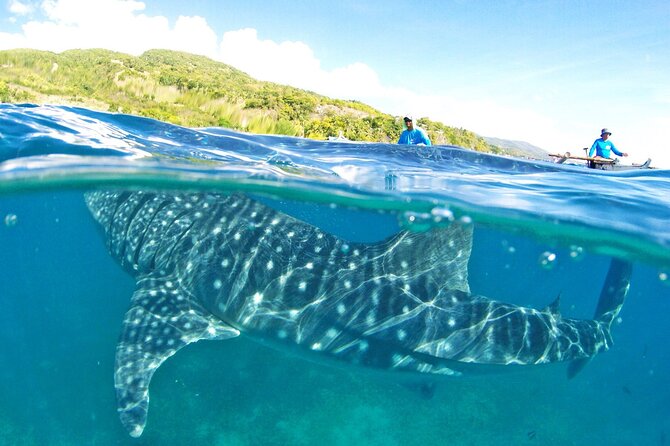 Whale Shark, Canyoneering, Sardines Run and Turtles with Transpo - Three Cebu highlights before dinner