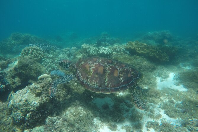 Whale Shark, Canyoneering, Sardines Run and Turtles with Transpo - The 3:00 am departure from Cebu City
