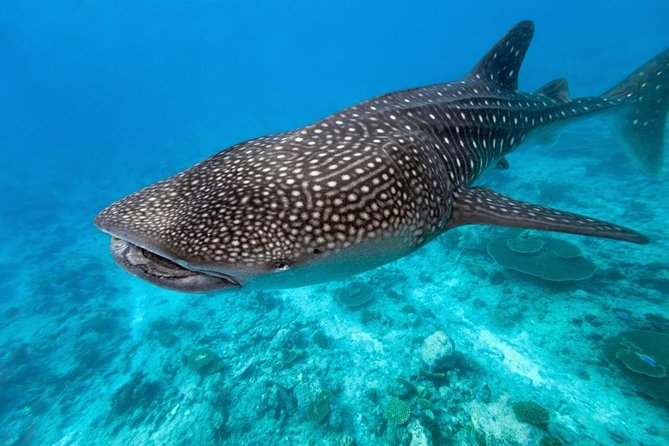 Whale Shark Encounter and Sumilon Sandbar with Kawasan Falls - Who should book this Cebu day?