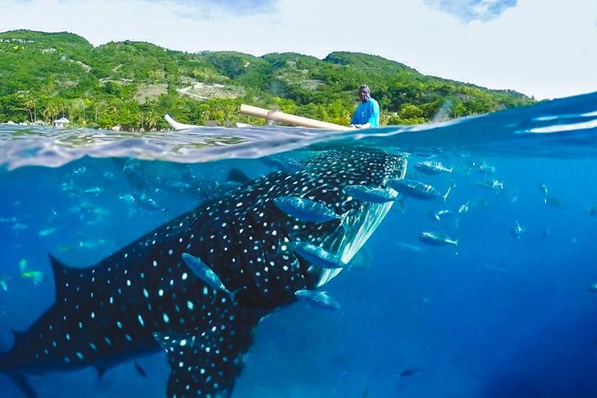 Whale Shark Encounter and Tumalog Waterfalls Tour - The whale shark briefing in Oslob