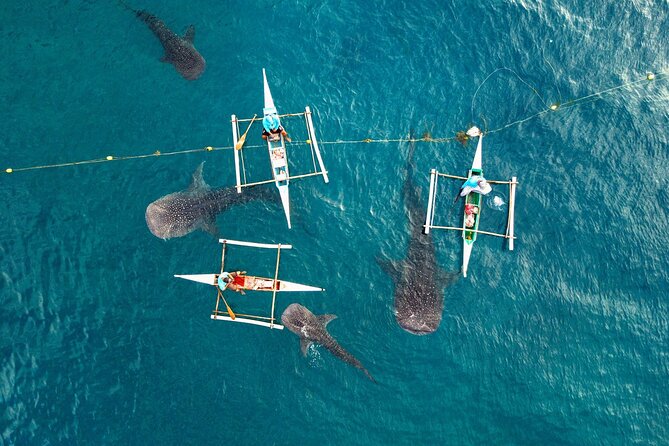 Whale Shark Encounter and Tumalog Waterfalls Tour - A local lunch in Oslob at 11 a.m.