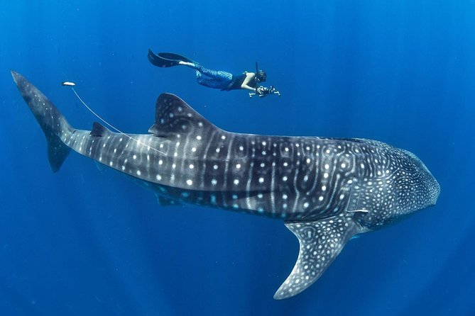 Whale Shark Encounter & Sumilon Sandbar & Canyoneering in Kawasan Falls - Tumalog Falls and the Short Waterfall Stop