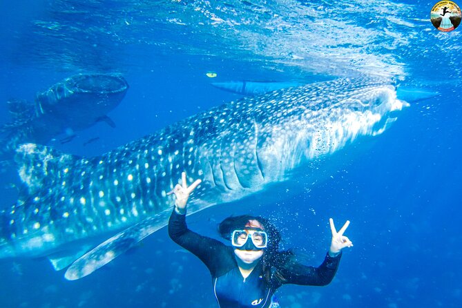 Whale Shark Swimming, Tumalog Falls and Kawasan Canyoneering - A whale shark morning in Oslob