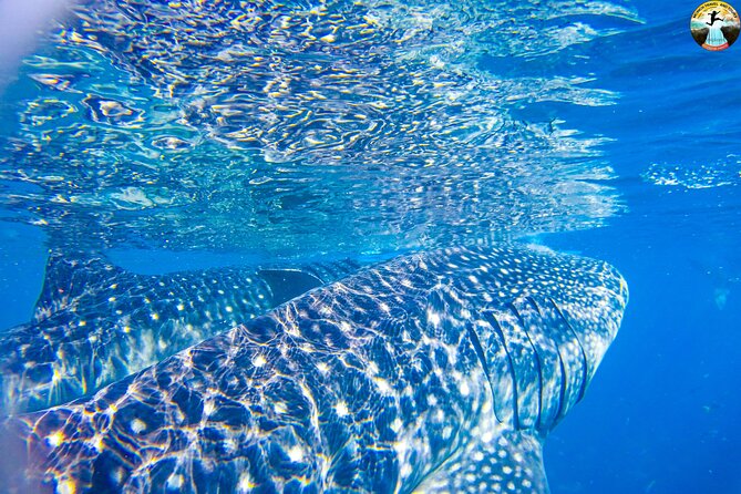Whale Shark Swimming, Tumalog Falls and Kawasan Canyoneering - Is the $180 price fair?