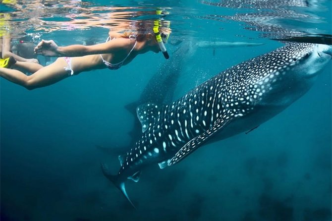 Whale Shark & Tumalog Falls & Sumilon Sandbar & Pescador Island with Sardines - Why this Cebu day trip works for a short visit