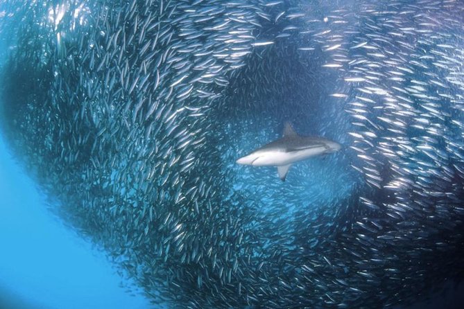 Whale Shark & Tumalog Falls & Sumilon Sandbar & Pescador Island with Sardines - Sumilon Sandbar and the limits of a fixed schedule