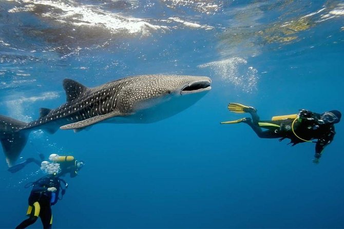 Whale Shark Watching and Sumilon Sandbar Private Tour Package - Tumalog Falls adds a short change of pace