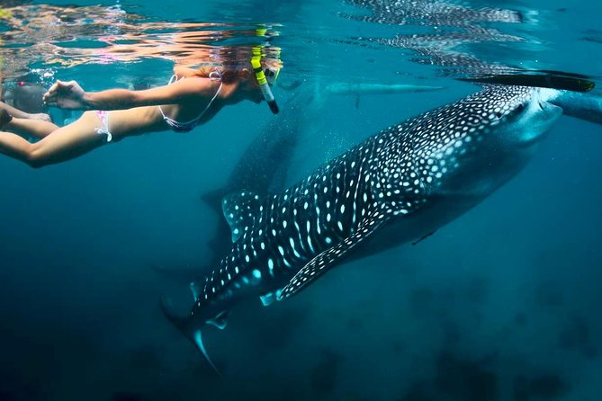 Whale Shark Watching and Sumilon Sandbar Private Tour Package - Two hours on Sumilon Sandbar