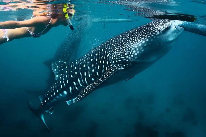 Whale Shark Watching & Tumalog Falls & Kawasan Falls - 4:00 am pickup and the road to Oslob