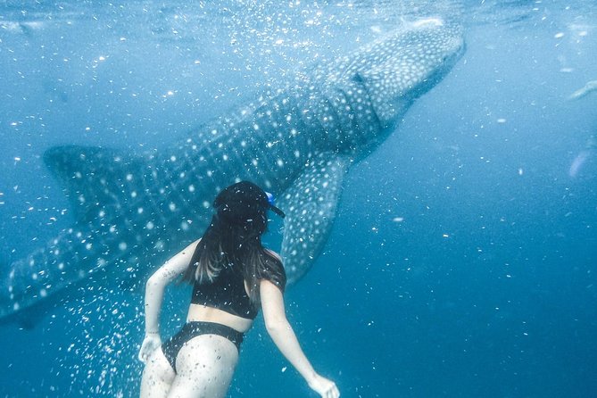 Whale Shark Watching & Tumalog Falls & Kawasan Falls - Should you book the Oslob, Tumalog, and Kawasan route?