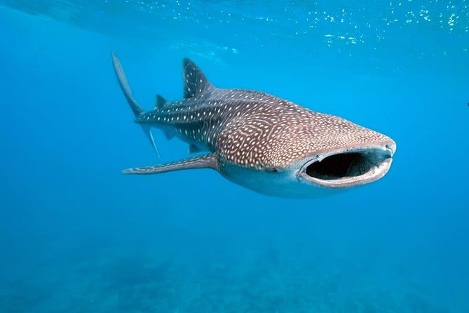 Whale Shark Watching with Sumilon Sandbar and Kawasan Falls Tour - Tumalog Falls and the optional short side trip