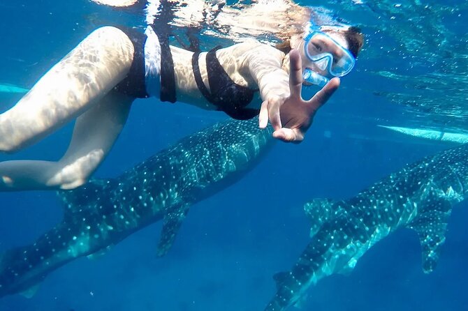 Whale Watching in Sumilon Island with Ocean View Resort and Lunch - What to expect in the Oslob water
