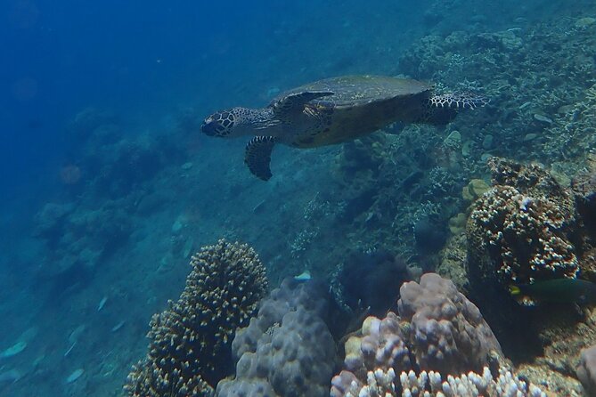 Wonderful Snorkeling Trip from Manila! updated 2023*** - Reaching the Anilao snorkeling area by boat