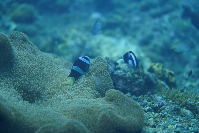 Wonderful Snorkeling Trip from Manila! updated 2023*** - A restaurant makes the long stop easier